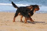 KING CHARLES SPANIEL 089